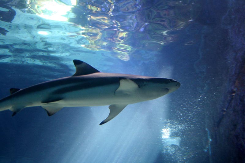 Killikus&reg; Fotographie